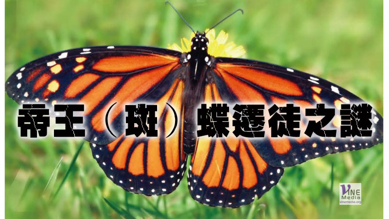 （奇妙的創造）帝王（斑）蝶遷徒之謎