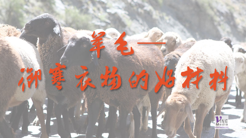 （奇妙的創造）羊毛—禦寒衣物的好材料