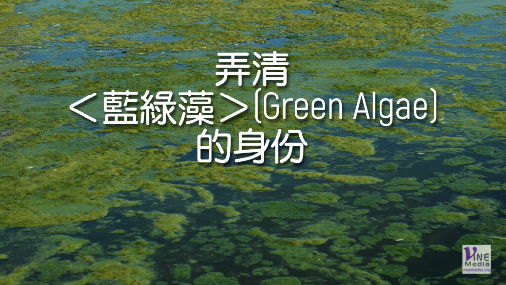 （奇妙的創造）弄清＜藍綠藻＞(Green Algae)的身份