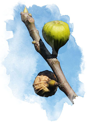 Lent-40-days-15-figs-fruit